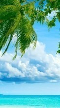 New mobile wallpapers - free download. Sea, Clouds, Palms, Landscape, Beach picture and image for mobile phones.
