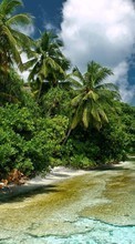 New mobile wallpapers - free download. Sea,Palms,Landscape picture and image for mobile phones.