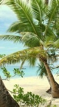 Sea, Palms, Landscape, Sand, Beach for Huawei P8 Lite