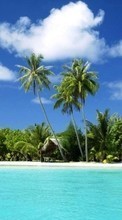 New mobile wallpapers - free download. Sea, Palms, Landscape, Beach picture and image for mobile phones.