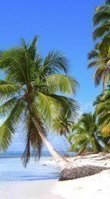 New mobile wallpapers - free download. Sea, Palms, Landscape, Beach picture and image for mobile phones.