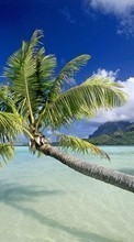 New mobile wallpapers - free download. Sea,Palms,Landscape,Beach picture and image for mobile phones.