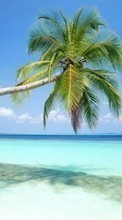 New mobile wallpapers - free download. Sea, Palms, Landscape, Beach, Plants picture and image for mobile phones.