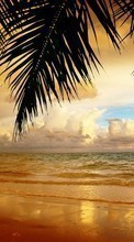 New mobile wallpapers - free download. Sea, Palms, Landscape, Beach, Sunset picture and image for mobile phones.