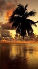 New mobile wallpapers - free download. Sea, Palms, Landscape, Sunset picture and image for mobile phones.