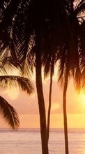 New mobile wallpapers - free download. Sea,Palms,Landscape,Sunset picture and image for mobile phones.