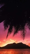 New mobile wallpapers - free download. Landscape, Sunset, Sea, Palms picture and image for mobile phones.