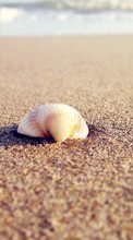 New mobile wallpapers - free download. Sea, Landscape, Beach, Shells picture and image for mobile phones.