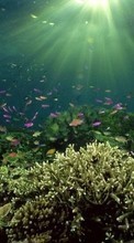 Sea,Landscape,Fishes for HTC Sensation XE
