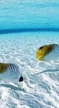New mobile wallpapers - free download. Sea, Landscape, Fishes, Animals picture and image for mobile phones.