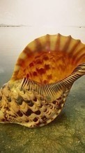 Sea,Shells for HTC Sensation XE