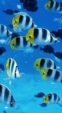 New mobile wallpapers - free download. Sea, Fishes, Animals picture and image for mobile phones.