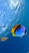 New mobile wallpapers - free download. Sea, Fishes, Animals picture and image for mobile phones.