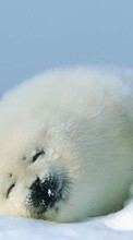 New mobile wallpapers - free download. Animals, Winter, Snow, Seals picture and image for mobile phones.