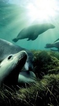 New 360x640 mobile wallpapers Animals, Water, Seals free download.