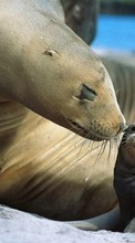 New mobile wallpapers - free download. Animals, Sea-lions picture and image for mobile phones.