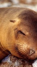 New mobile wallpapers - free download. Animals, Sea-lions picture and image for mobile phones.