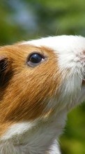 Guinea pigs,Animals for Samsung Galaxy A7