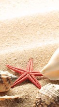 New mobile wallpapers - free download. Starfish, Objects, Sand, Shells picture and image for mobile phones.