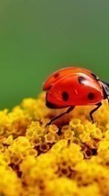 Insects for Sony Xperia Z5 Premium