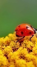 New mobile wallpapers - free download. Insects picture and image for mobile phones.