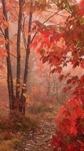 New 240x320 mobile wallpapers Landscape, Insects, Autumn free download.