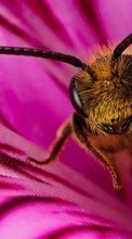 New mobile wallpapers - free download. Insects, Bees picture and image for mobile phones.
