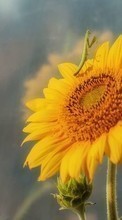New mobile wallpapers - free download. Insects, Sunflowers, Plants picture and image for mobile phones.