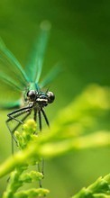 New mobile wallpapers - free download. Insects, Dragonflies picture and image for mobile phones.