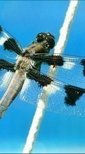 New mobile wallpapers - free download. Insects, Dragonflies picture and image for mobile phones.