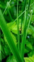 New 240x320 mobile wallpapers Grass, Insects free download.