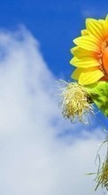 New mobile wallpapers - free download. Sky, Objects, Sunflowers picture and image for mobile phones.