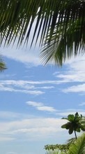 New mobile wallpapers - free download. Sky, Clouds, Palms, Landscape picture and image for mobile phones.