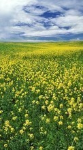 New mobile wallpapers - free download. Sky, Clouds, Landscape, Fields picture and image for mobile phones.