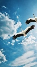 New mobile wallpapers - free download. Sky, Clouds, Birds, Animals, Cranes picture and image for mobile phones.