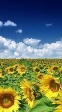 New mobile wallpapers - free download. Plants, Landscape, Sunflowers, Sky picture and image for mobile phones.