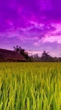 New mobile wallpapers - free download. Sky, Landscape, Fields picture and image for mobile phones.