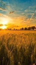 New 1280x800 mobile wallpapers Landscape, Sunset, Fields, Sky, Sun, Wheat free download.
