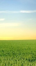 New mobile wallpapers - free download. Landscape, Grass, Fields, Sky picture and image for mobile phones.