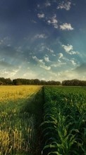 New mobile wallpapers - free download. Landscape, Grass, Fields, Sky picture and image for mobile phones.
