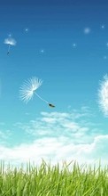 New mobile wallpapers - free download. Plants, Landscape, Sky, Dandelions, Drawings picture and image for mobile phones.