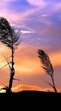 New mobile wallpapers - free download. Plants, Landscape, Sunset, Sky picture and image for mobile phones.