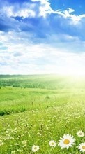 New mobile wallpapers - free download. Landscape, Grass, Sky, Camomile picture and image for mobile phones.