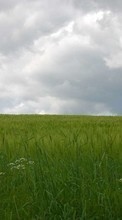 New 320x480 mobile wallpapers Landscape, Grass, Sky free download.