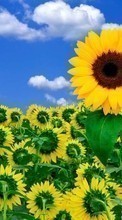 New mobile wallpapers - free download. Plants, Sunflowers, Sky picture and image for mobile phones.