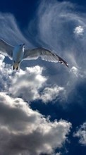 Sky,Birds,Animals for HTC Desire C