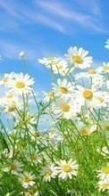 New mobile wallpapers - free download. Sky, Plants, Camomile, Grass picture and image for mobile phones.