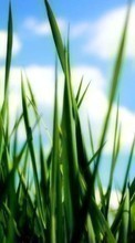 New mobile wallpapers - free download. Sky, Plants, Grass picture and image for mobile phones.