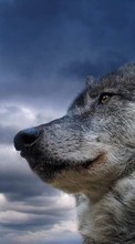 New mobile wallpapers - free download. Animals, Wolfs, Sky picture and image for mobile phones.