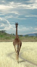New 1024x600 mobile wallpapers Animals, Sky, Giraffes free download.